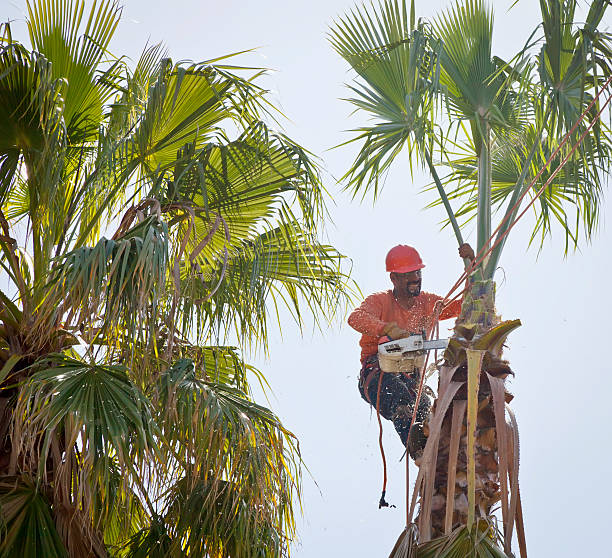 How Our Tree Care Process Works  in  Dublin, VA